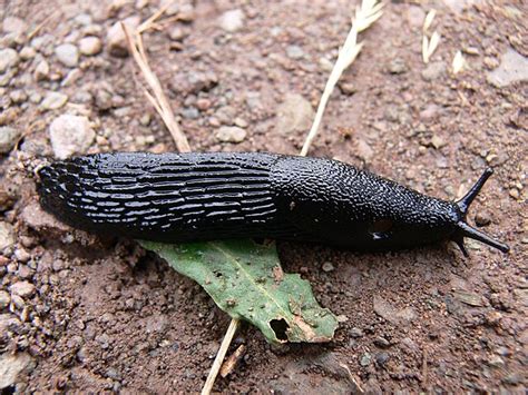 Banana Slug Digestive System