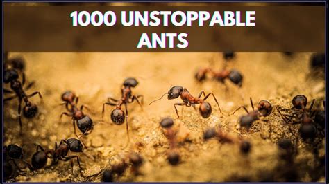 1000 Unstoppable Ants Watch As These Tiny Creatures Dig Tunnels YouTube