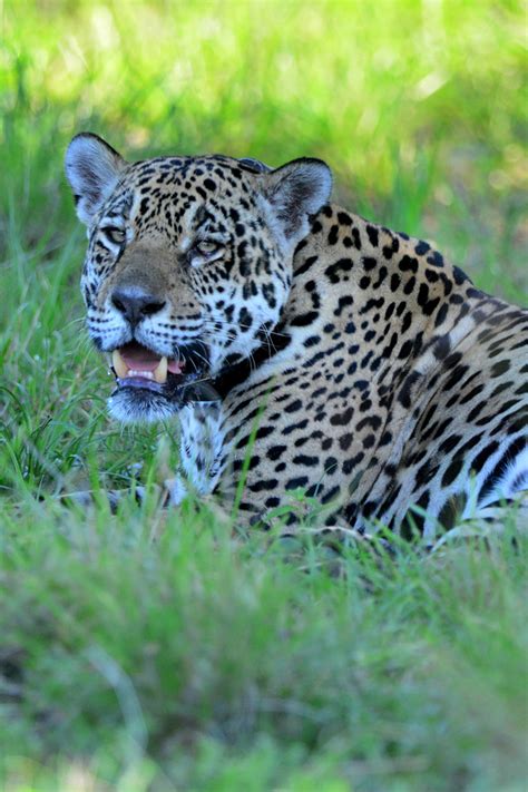 Preservação Da Onça Pintada - Pantanal, um refúgio de preservação da onça-pintada e contemplação da ...