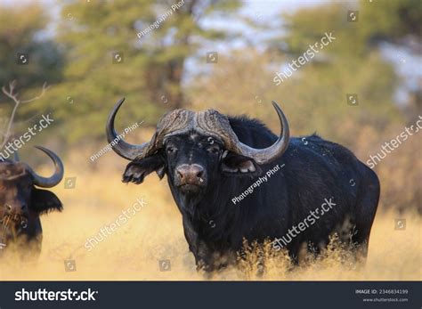 Large African Cape Buffalo Bull South Stock Photo 2346834199 | Shutterstock