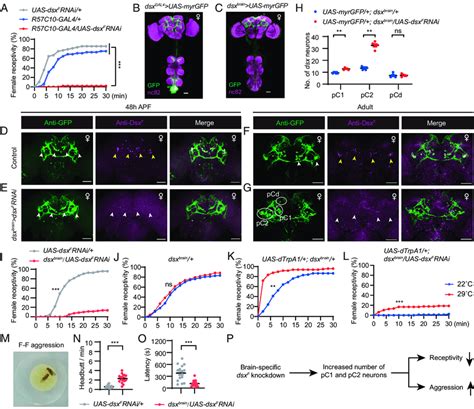 Central Brain Dsx F Regulates Sexual And Aggressive Behaviors In Download Scientific Diagram