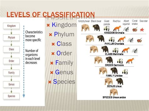 Animal Phylum Classification Chart