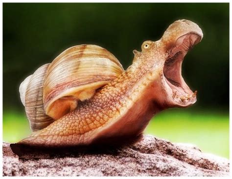 Hippo snail Bizarre Animals, Animals And Pets, Funny Animals, Cute