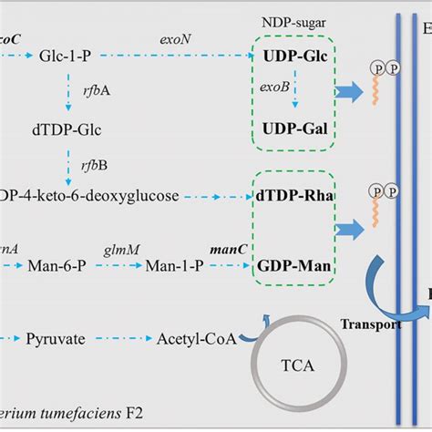 Hypothetical biosynthesis pathway of polysaccharide in... | Download ...