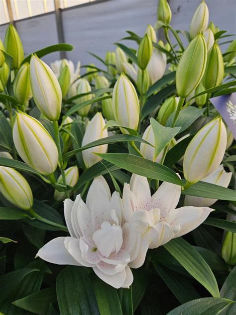 Lilium Oriental Pot Lily Looks Sunny Double Bounty From Growing Colors