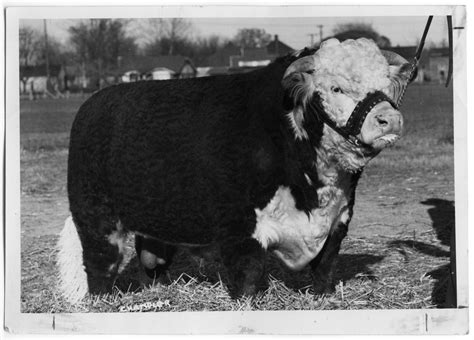 Hereford Bull The Portal To Texas History