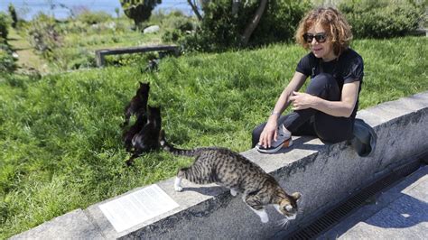 Gatos Envenenados En El Barrio Ferrolano De Caranza No Lo Entiendo