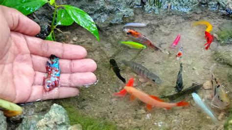 Mancing Ikan Cupang Warna Warni Ikan Hias Cantik Ikan Komet Ikan Mas