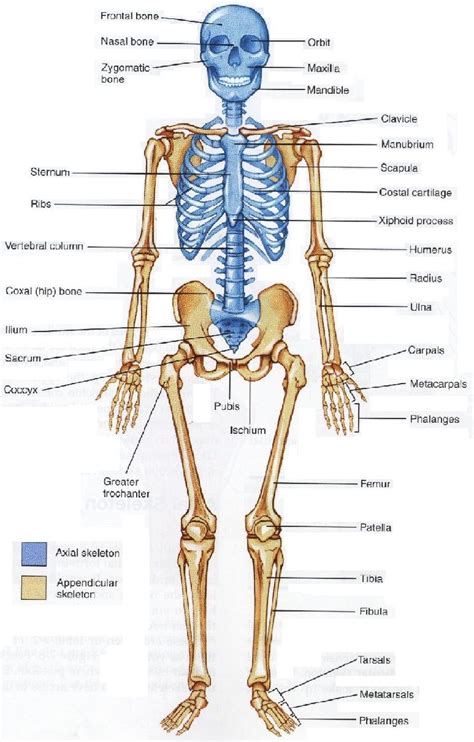 Skeletal System Drawing At Paintingvalley Explore Collection Of