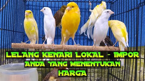 Lelang Kenari Special Hari Natal Giveway Burung Youtube