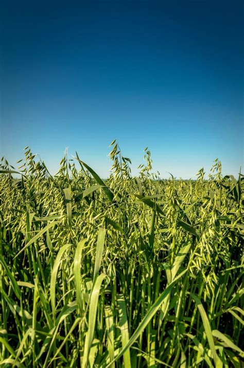 Campo Da Aveia Foto De Stock Imagem De Aveia Campo