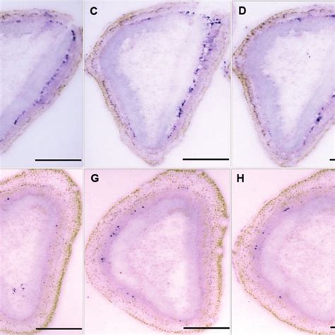 Distribution Of Candidatus Liberibacter Asiaticus CLas In Phloem