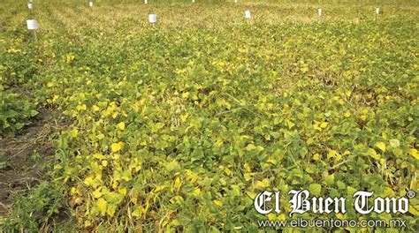 Heladas dañan más de mil hectáreas de cultivos en Sinaloa El Buen Tono