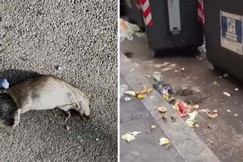 Invasione Di Topi A Roma Col Caldo E L Emergenza Rifiuti Si