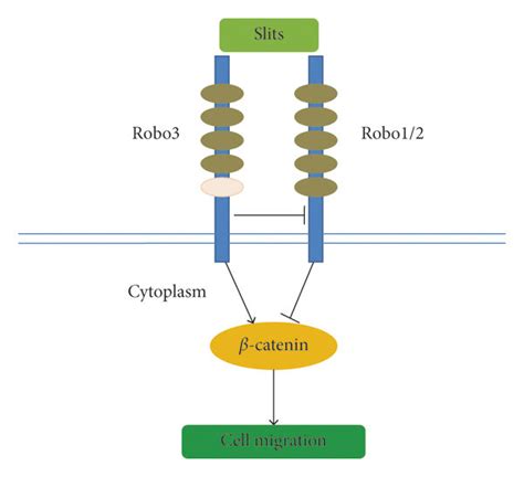 Structure Of The Slit Robo Protein Robos Are Receptors Of Slits