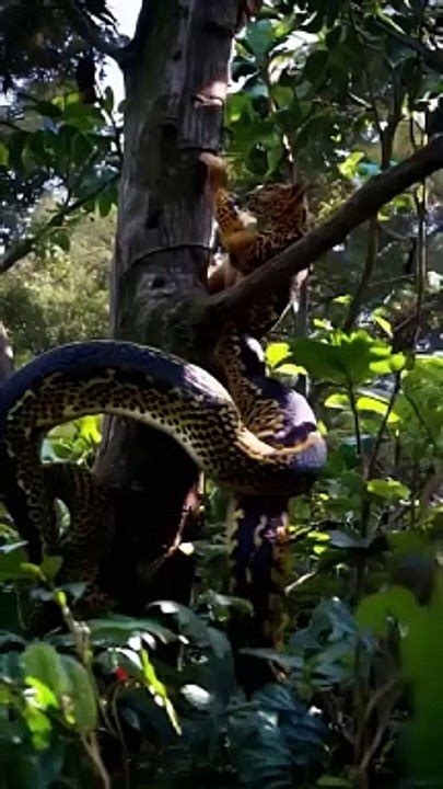 Animal Video Dailymotion