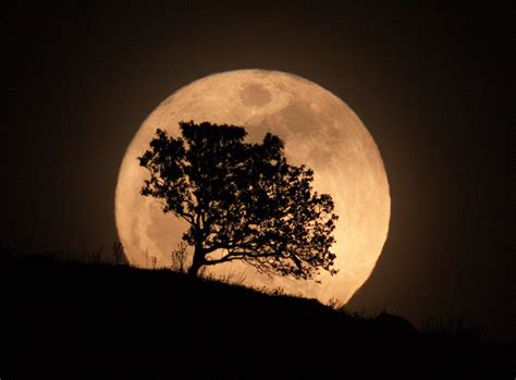 Full moon tree. | Elias Chasiotis - Sky & Telescope - Sky & Telescope