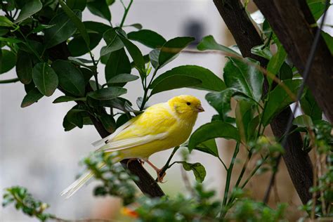 Belgian Canary Pictures - AZ Animals