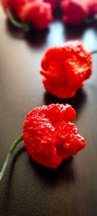 Carolina Reaper - OLX.bg