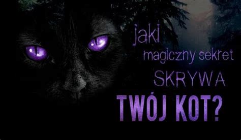 Jaki magiczny sekret skrywa twój kot 2 sameQuizy