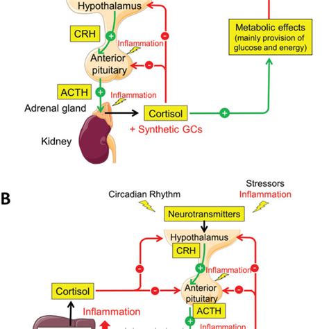 Function and dysfunction of the hypothalamic-pituitary-adrenal axis in... | Download Scientific ...