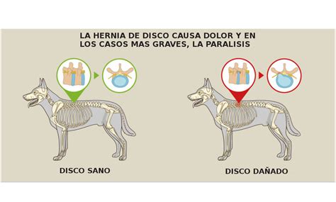 Síntomas tratamiento y recuperación de la hernia discal en perros