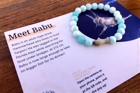 The Coolest Shark Tracking Bracelet 5 Reasons To Love It