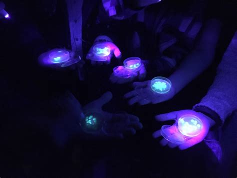 What Bacteria Glows Under Black Light Shelly Lighting