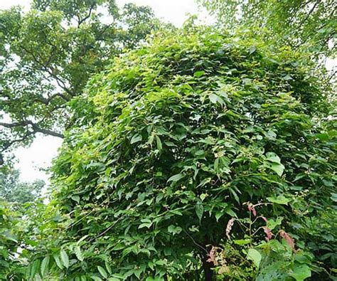 Microcos Paniculata Elm Leaf Grewia Microcos 5 Seeds