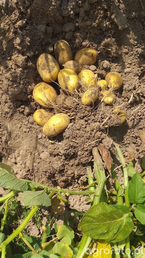 Ziemniaki Zdj Cie Fotka Foto Numer Galeria Rolnicza Agrofoto