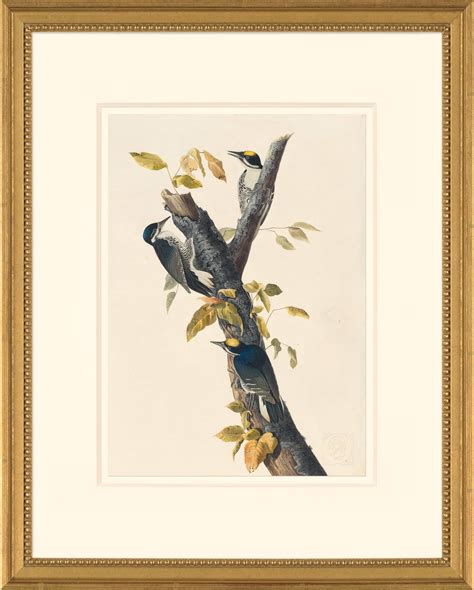 Audubon S Watercolors Octavo Pl Black Backed Woodpecker Audubon