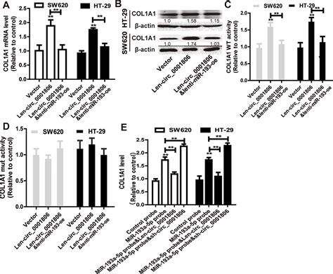 Hsa Circ Acts As A Cerna To Facilitate The Stemness Of Colorec