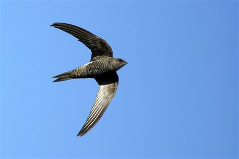Стрижи картинки - 72 фото