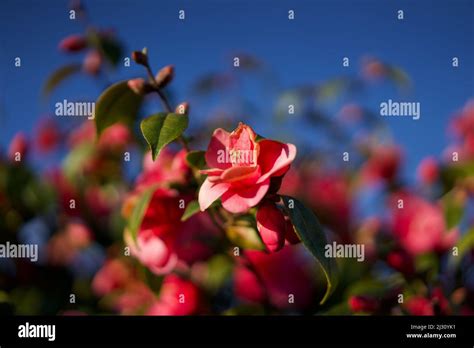 Beautiful Pink Flowers In New Zealand Stock Photo Alamy