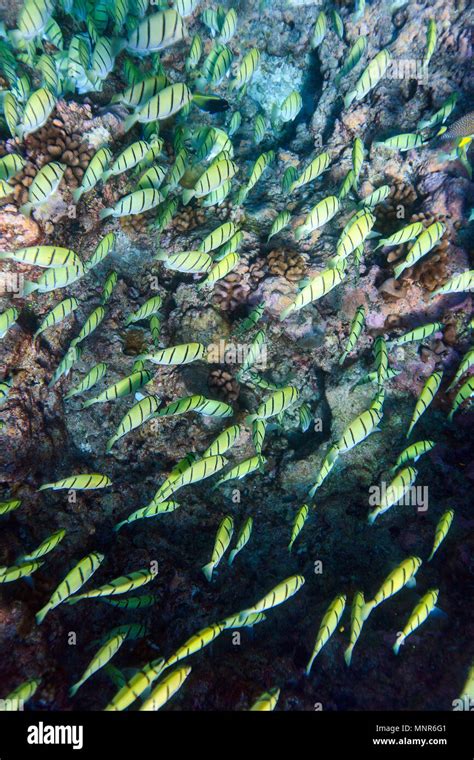 Coral reef and fish in Pacific ocean Stock Photo - Alamy