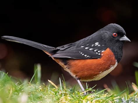 Spotted Towhee Nestwatch