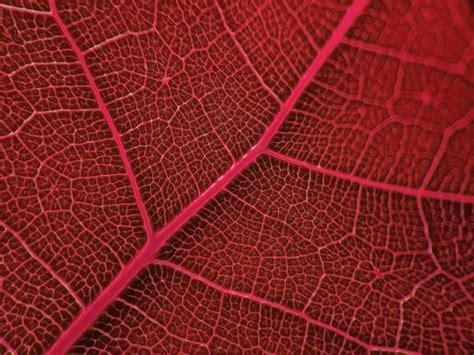 vein pattern stock  images  backgrounds