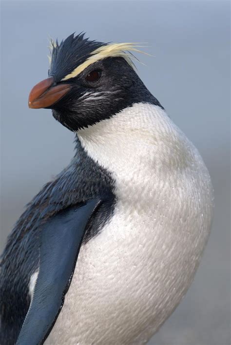 Fjordland Crested Penguins Crested Penguin Penguins Pet Birds