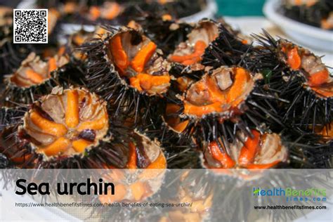 Health Benefits Of Eating Sea Urchin Echinoidea