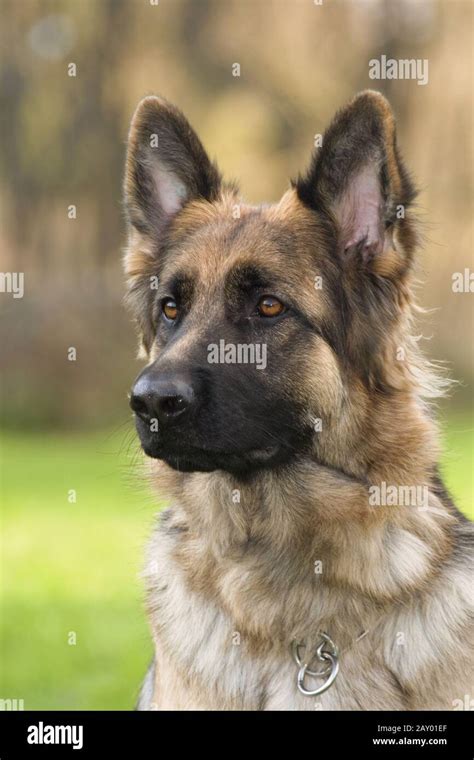 German Shepherd, German Shepherd, Shepherd dog, dog, dogs, dog photos ...