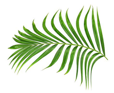 Green leaf of palm tree on transparent background png file 9887404 PNG