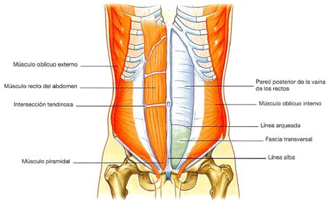 M Sculos Del Abdomen Definici N Anatom A Funci N Dolor Y Mucho M S