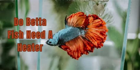 Do Betta Fish Need a Heater? Exploring Heating Requirements