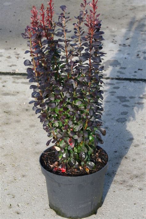 Барбарис Тунберга "Helmond Pillar" (Хелмонд Пиллар) купить по цене 1200 ...