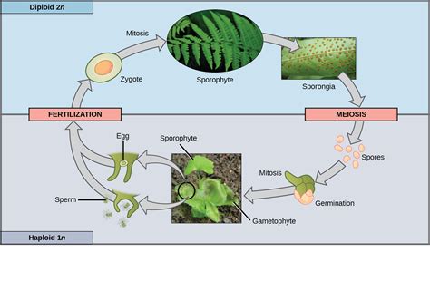 Sexual Reproduction Openstax Biology 2e