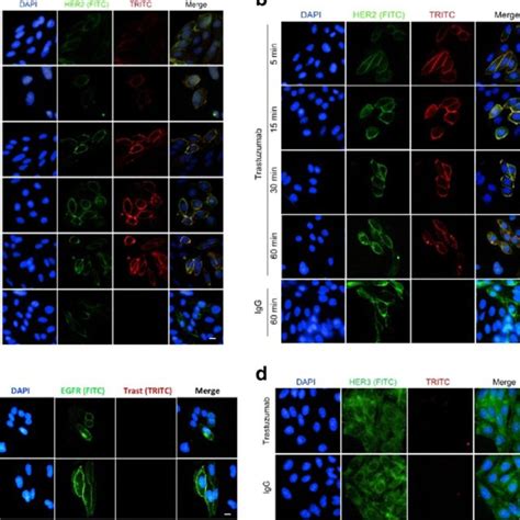 The Expression Of Her Receptors In Cho Cells Stably Transfected With A