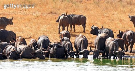 African Buffalo Syncerus Caffer Herd Drinking At Water Hole Tsavo