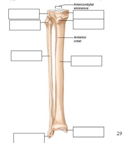 Fibula And Tibia Diagram Quizlet