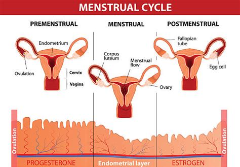 1 100 Menstrual Cycle Diagram Stock Illustrations Royalty Free Vector Graphics And Clip Art Istock