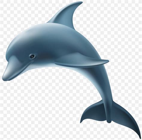 Common Bottlenose Dolphin Transparency And Translucency Clip Art, PNG ...